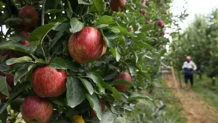 MANZANAS