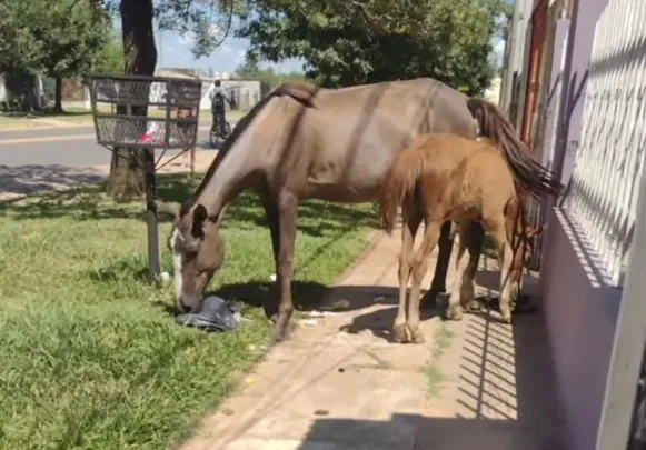 caballos sueltos