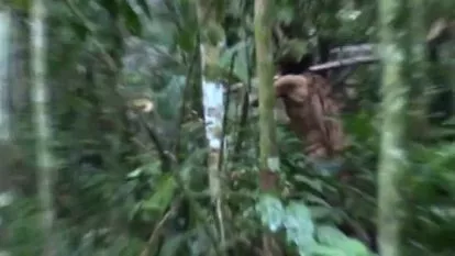 Indígena, Brasil