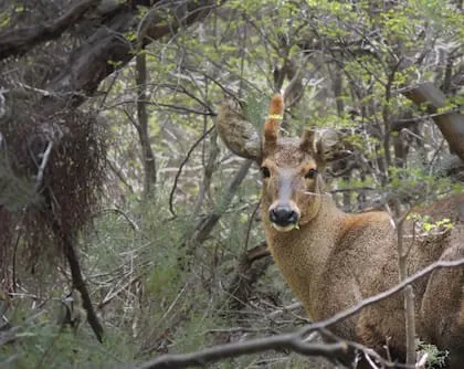 huemul