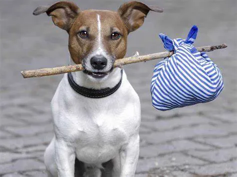 perrito