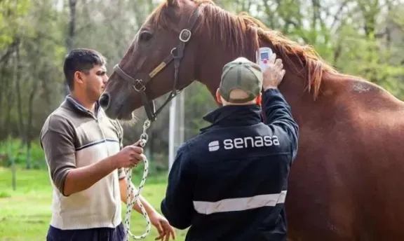 caballo 3