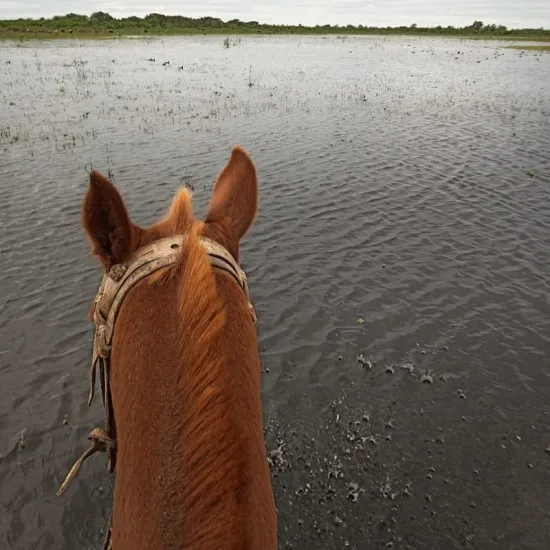 campo