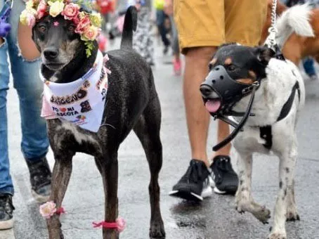Corre caminata canina