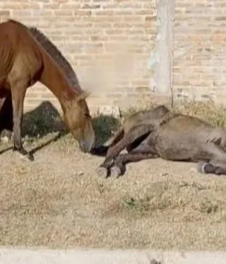 caballo