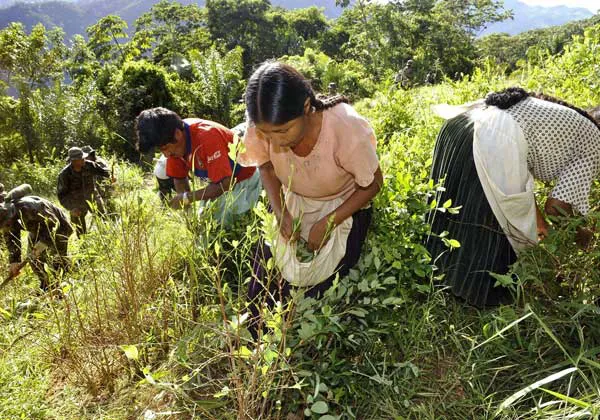 cultivo coca_2