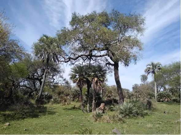 Selva de Montiel