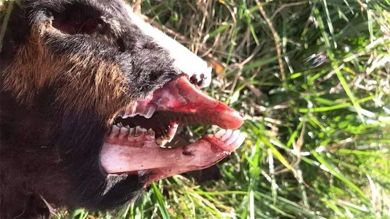 ANIMALES MUTILADOS