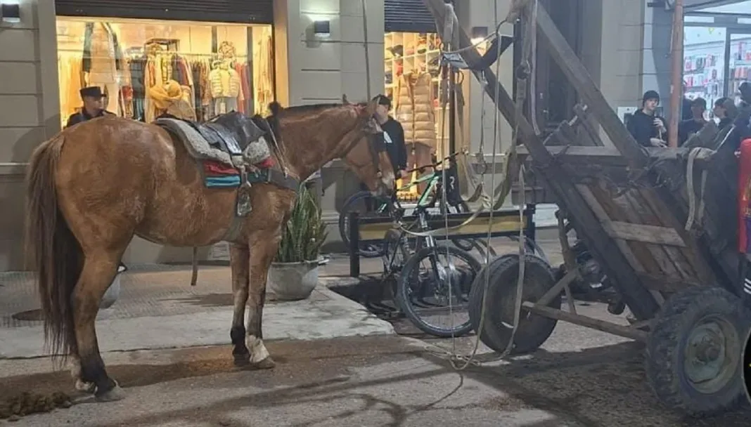 caballo-secuestrado-concepcion-del-uruguay