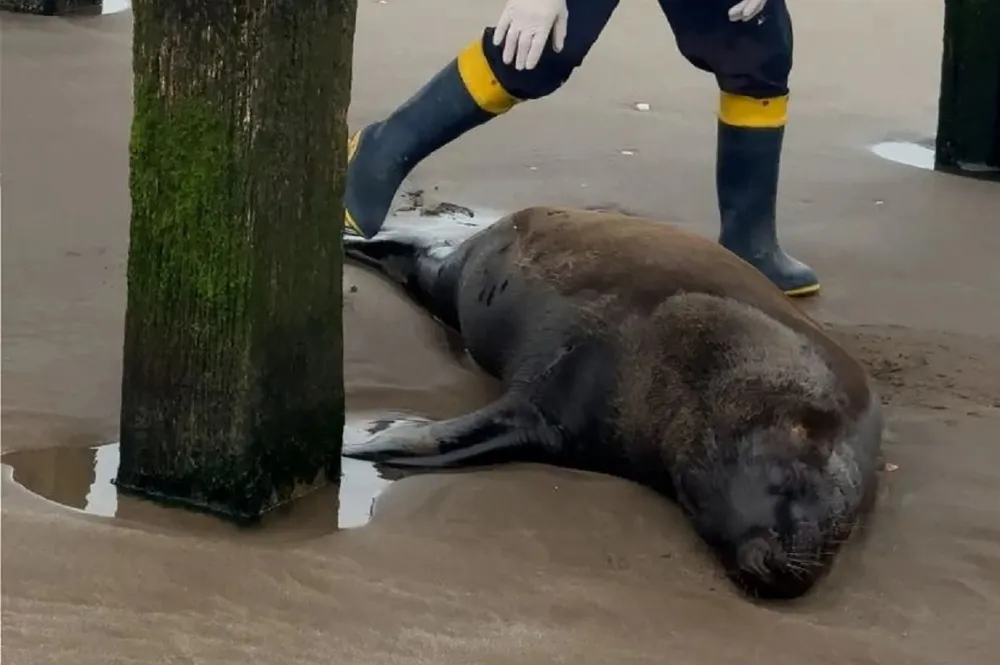 hallaron-muerto-un-lobo-marino-santa-teresita-habia-sido-baleado