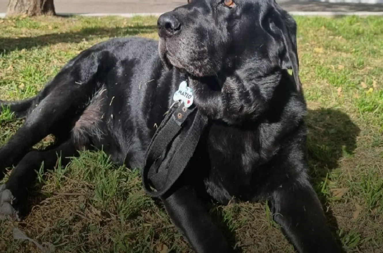mateo