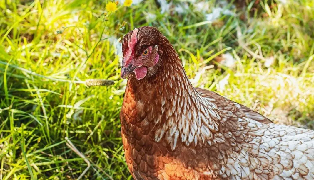 robo-gallina
