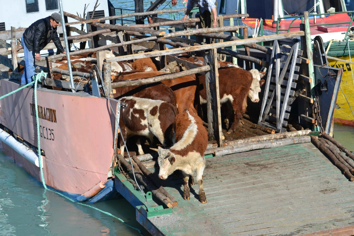 vacas