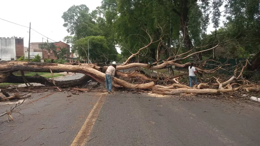 Envenenaron un gran árbol y la tormenta de anoche lo tumbó sobre la avenida