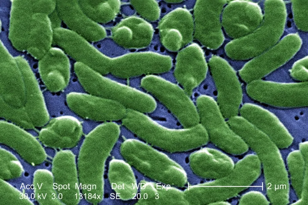 bacteria