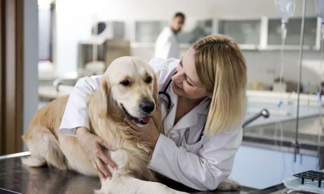 Veterinaria Municipal