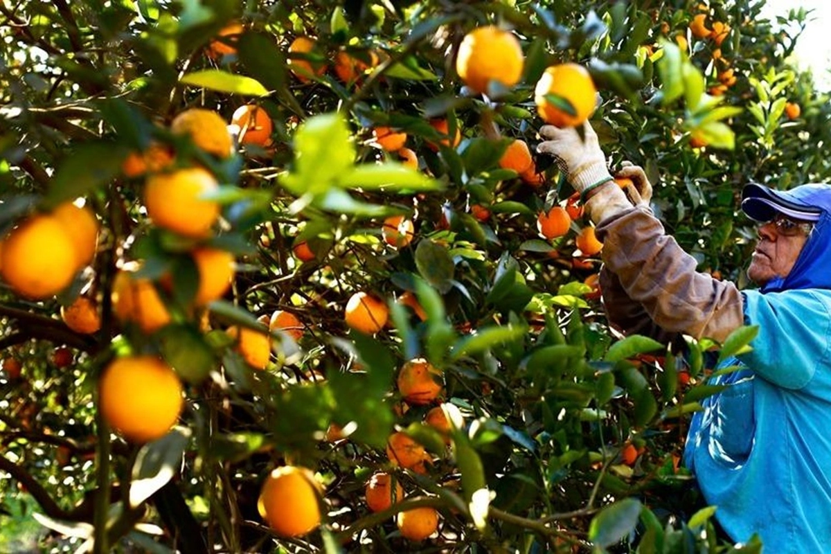 naranjas