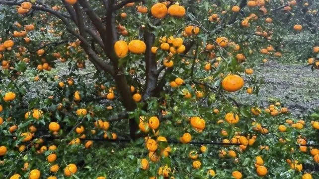 citrus