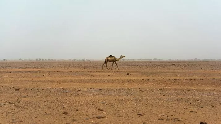 Sahara