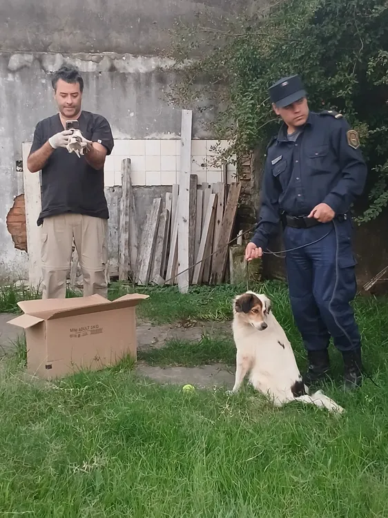 per y perros