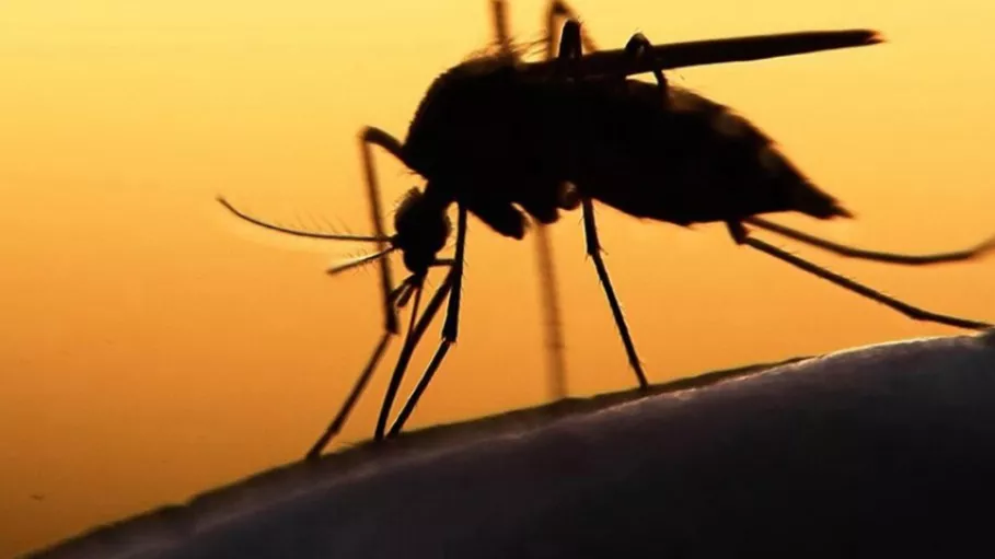 Dengue