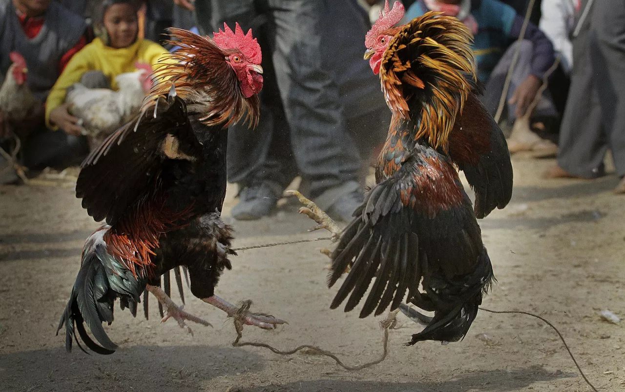 Pelea de gallos