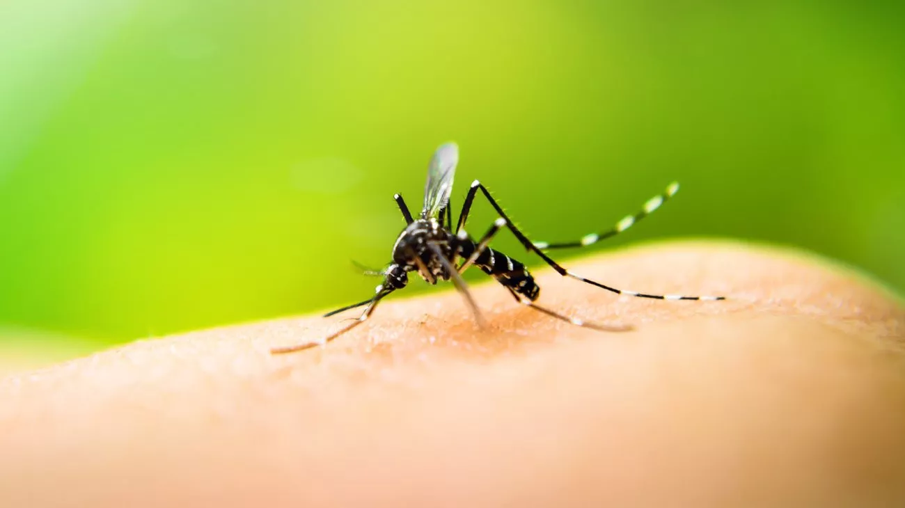 Dengue