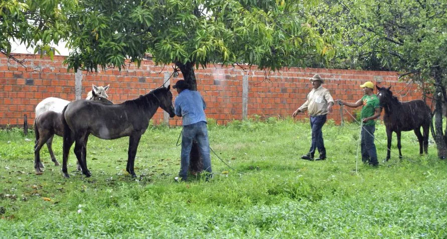 Arriando caballos