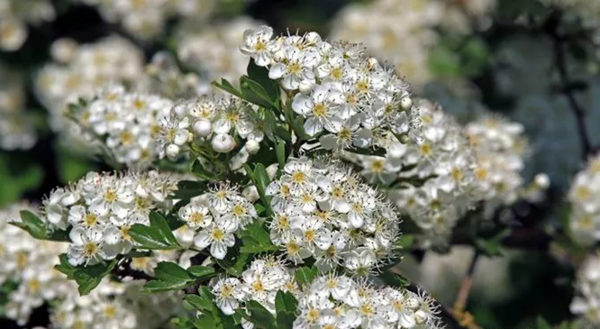 Plantas medicinales