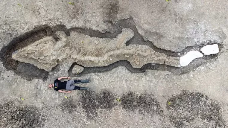 Dragón Marino