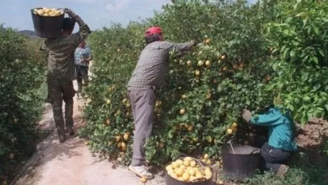 Citrus, juicio
