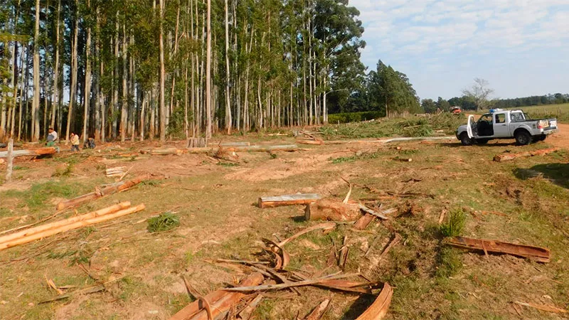 Accidente forestal en Federación