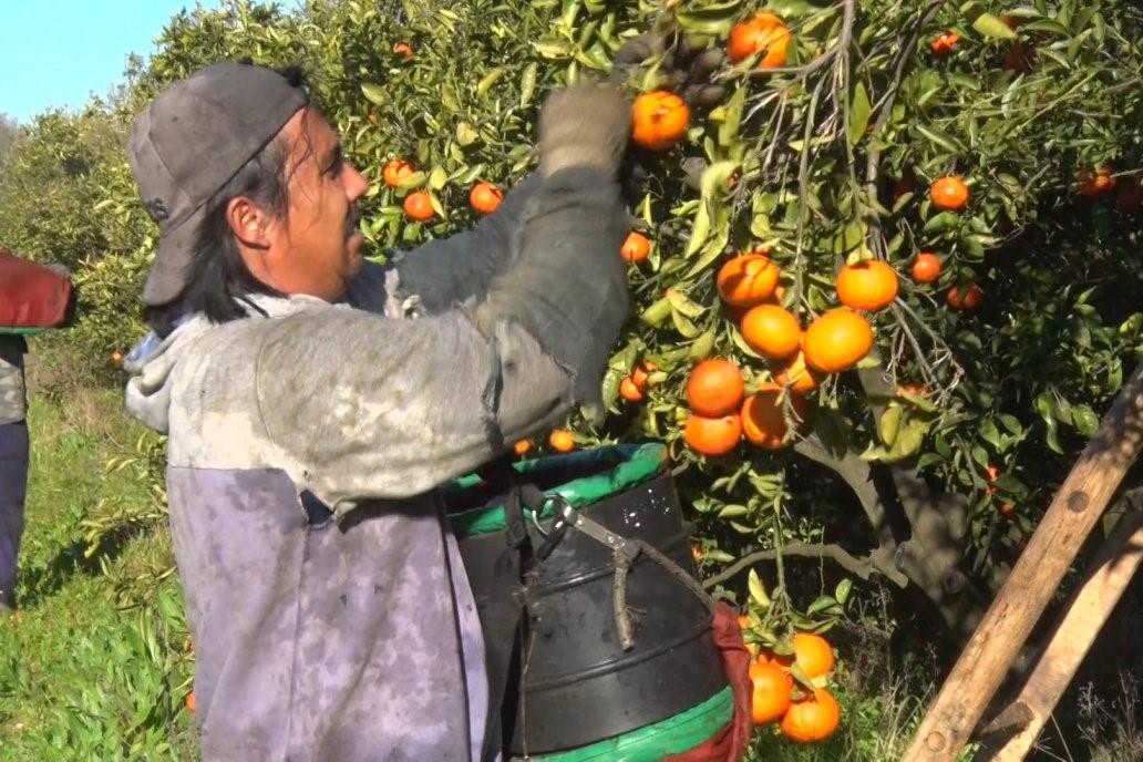 citricos