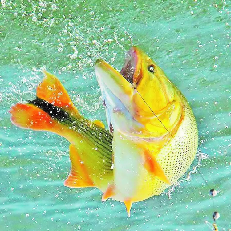 PEZ DORADO