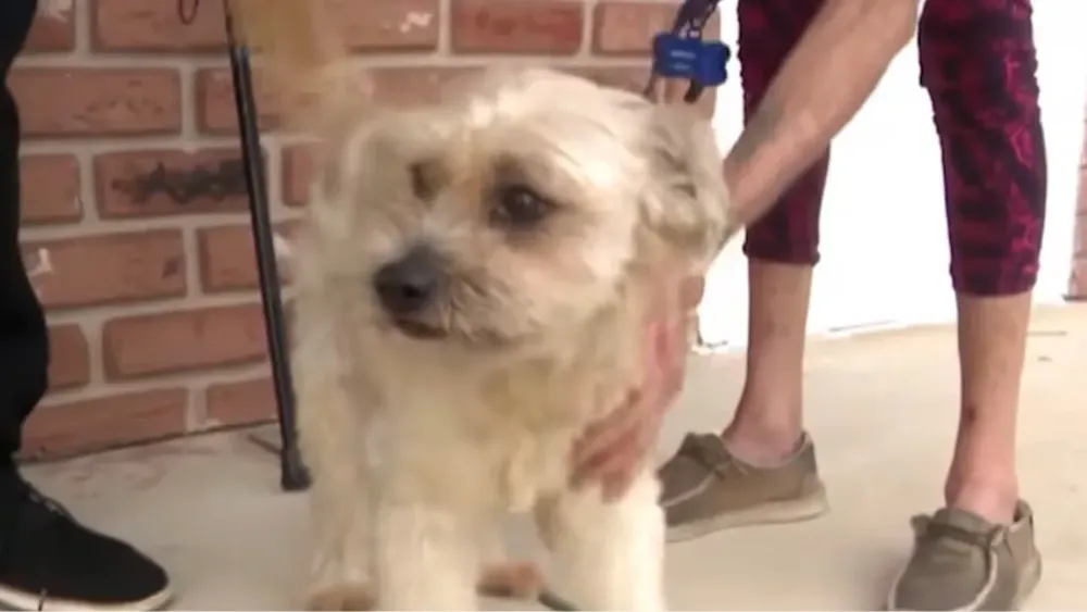 sparky-tiene-14-anos-y-se-halla-en-recuperacion-tras-sufrir-heridas-leves-foto-gentileza-wesh-2-news-VYPKQ5WE2ZBWTGQ6NG4JERIV7I