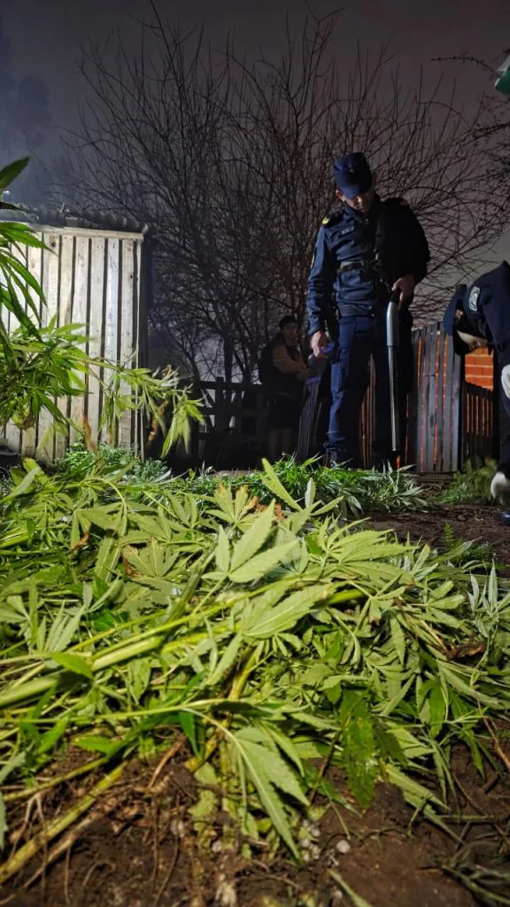plants