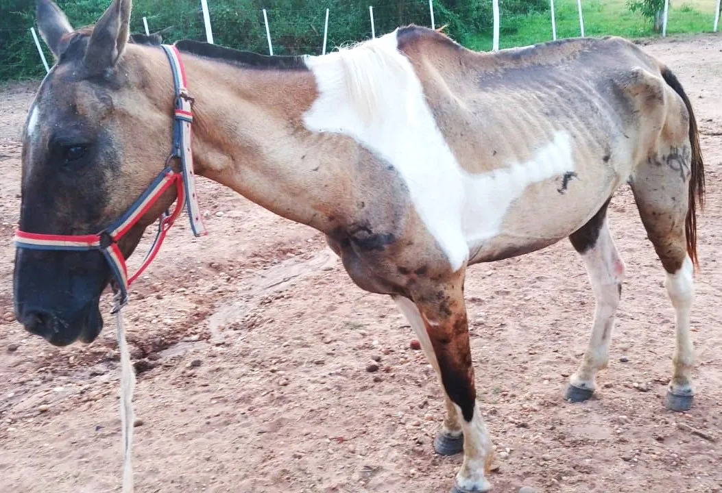 caballo 1