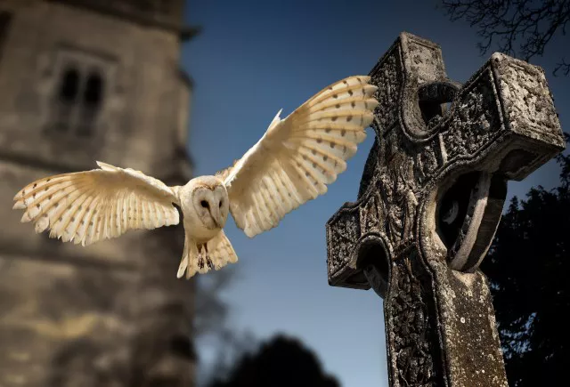 BÚHO EN CEMENTERIO
