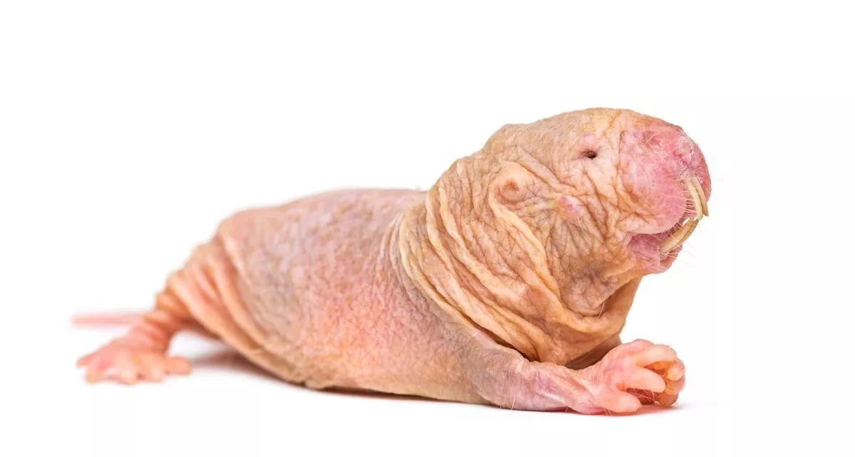 Ratopín_!