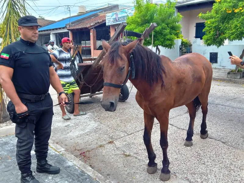 Equino 1