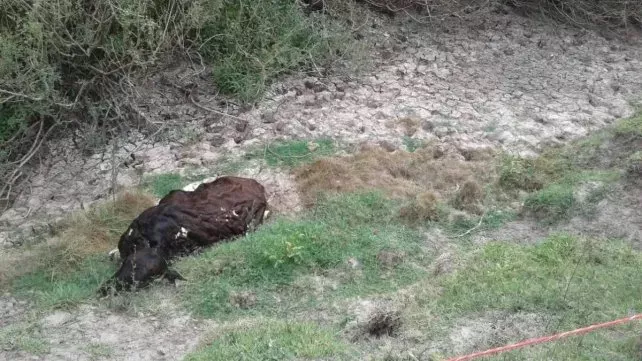 vaca