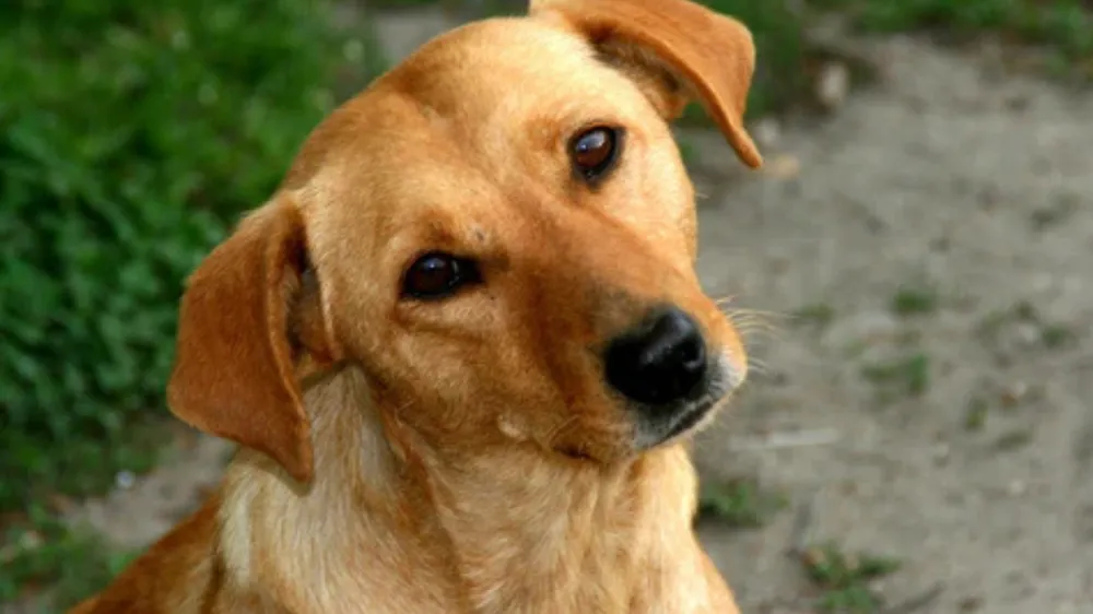 perro-mestizo
