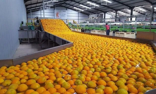 exportacion_citricos