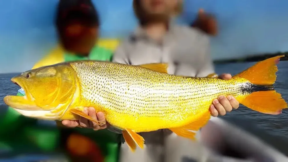 dorado2