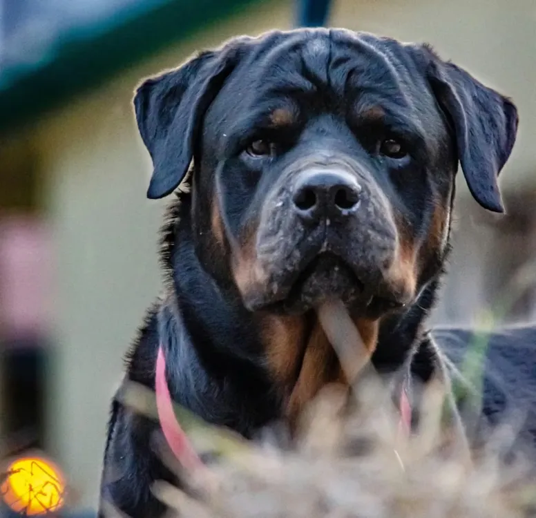 el-animal-fue-sacrificado-foto-ilustrativapexels-DAPHGO57PBEBHHP5KZULPOZRF4