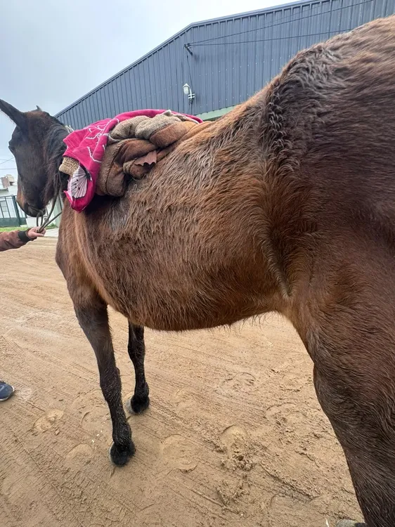 caballo