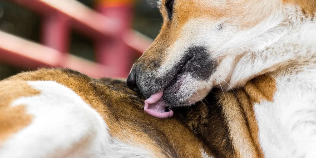 perro lamiendo herida
