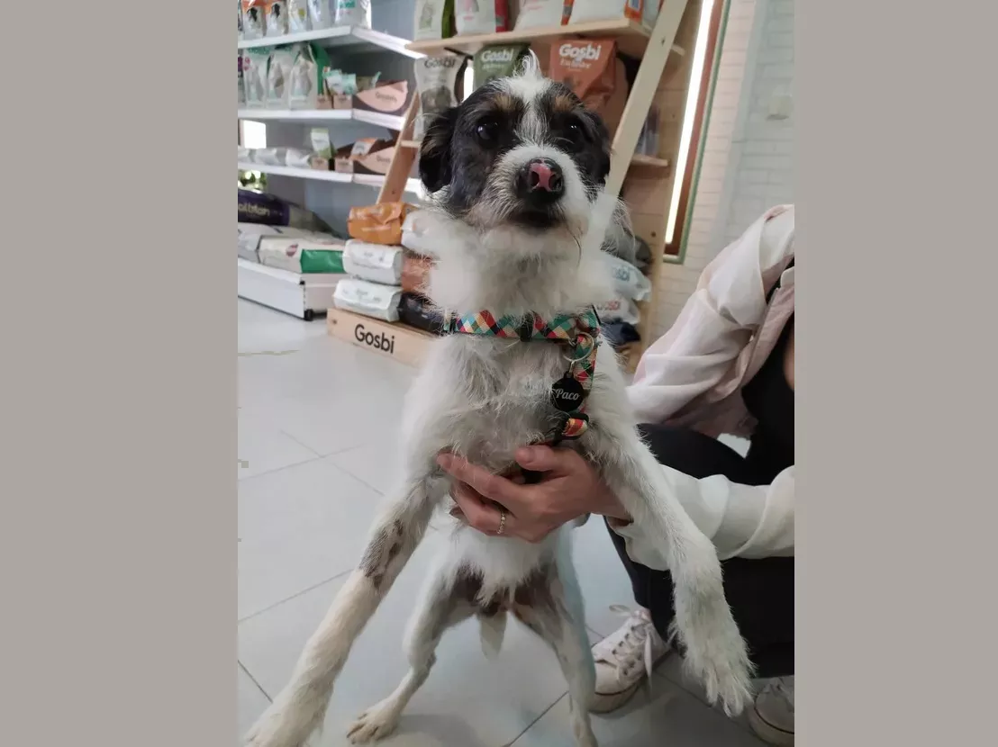Veterinaria