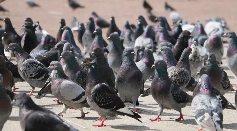 Palomas en Rosario