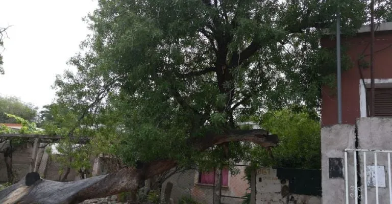 lucía alicia benítez - árbol